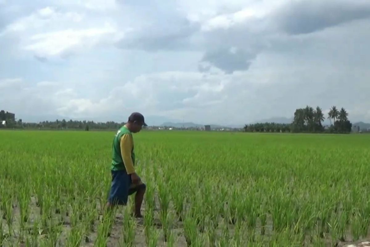 Pupuk Langka dan Naik, Petani Resah Tanaman Padinya Meranggas