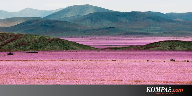 Wow Gurun Atacama 15 Dunia Sekolah ID