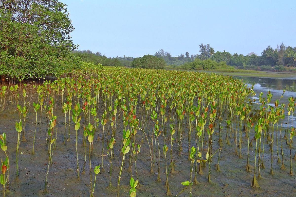 Ilustrasi bibit mangrove. 