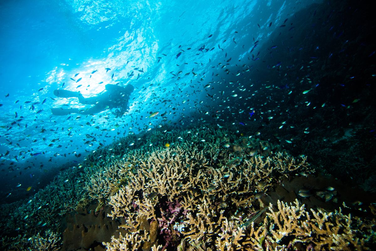 Taman laut Bunaken.