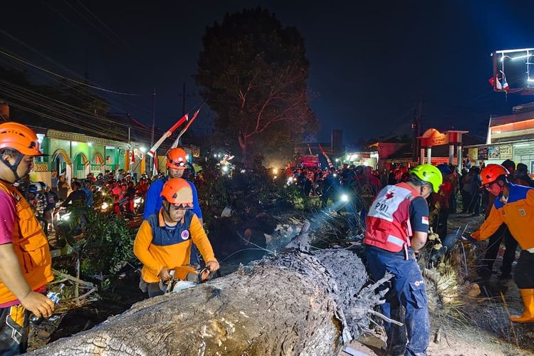 Diduga Akibat Batang Dibakar, Pohon Tumbang di Malang Lukai 9 Orang