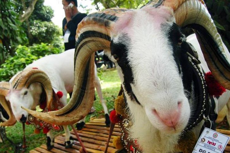 Salah satu domba garut yang diikutkan dalam Kontes Domba Garut dan Kambing Piala Kemerdekaan, di Kebun Raya Bogor, Sabtu (27/8/2016). 