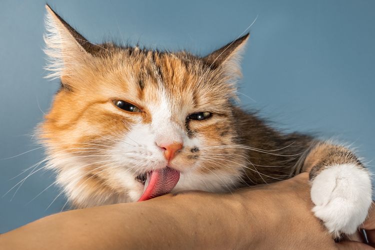 Jilatan kucing bisa memicu cat scratch disease.