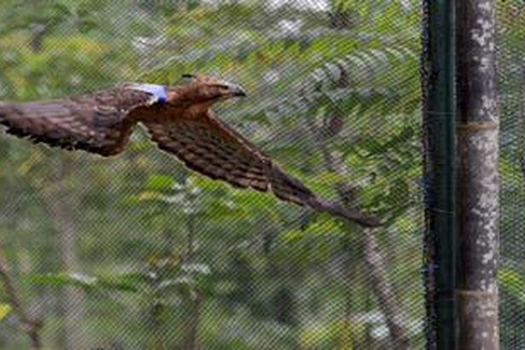 400 Gambar  Burung  Elang Yang  Belum  Diwarnai  HD Terbaik 