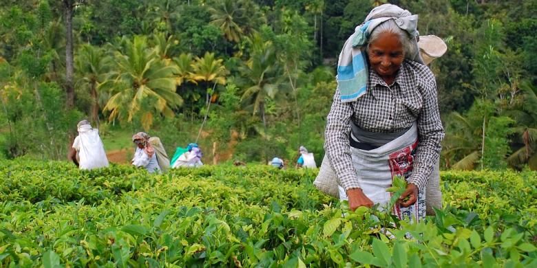 Ilustrasi profil Sri Lanka. Pemetik teh di kebun teh di Kandy, Sri Lanka. 