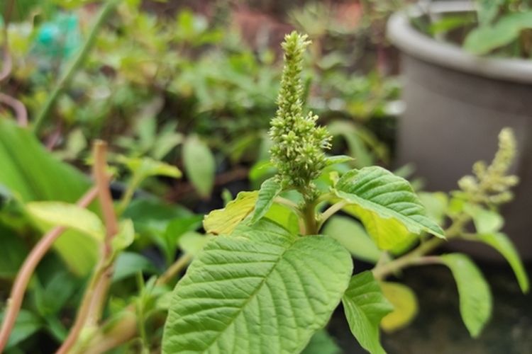 Ilustrasi bayam duri