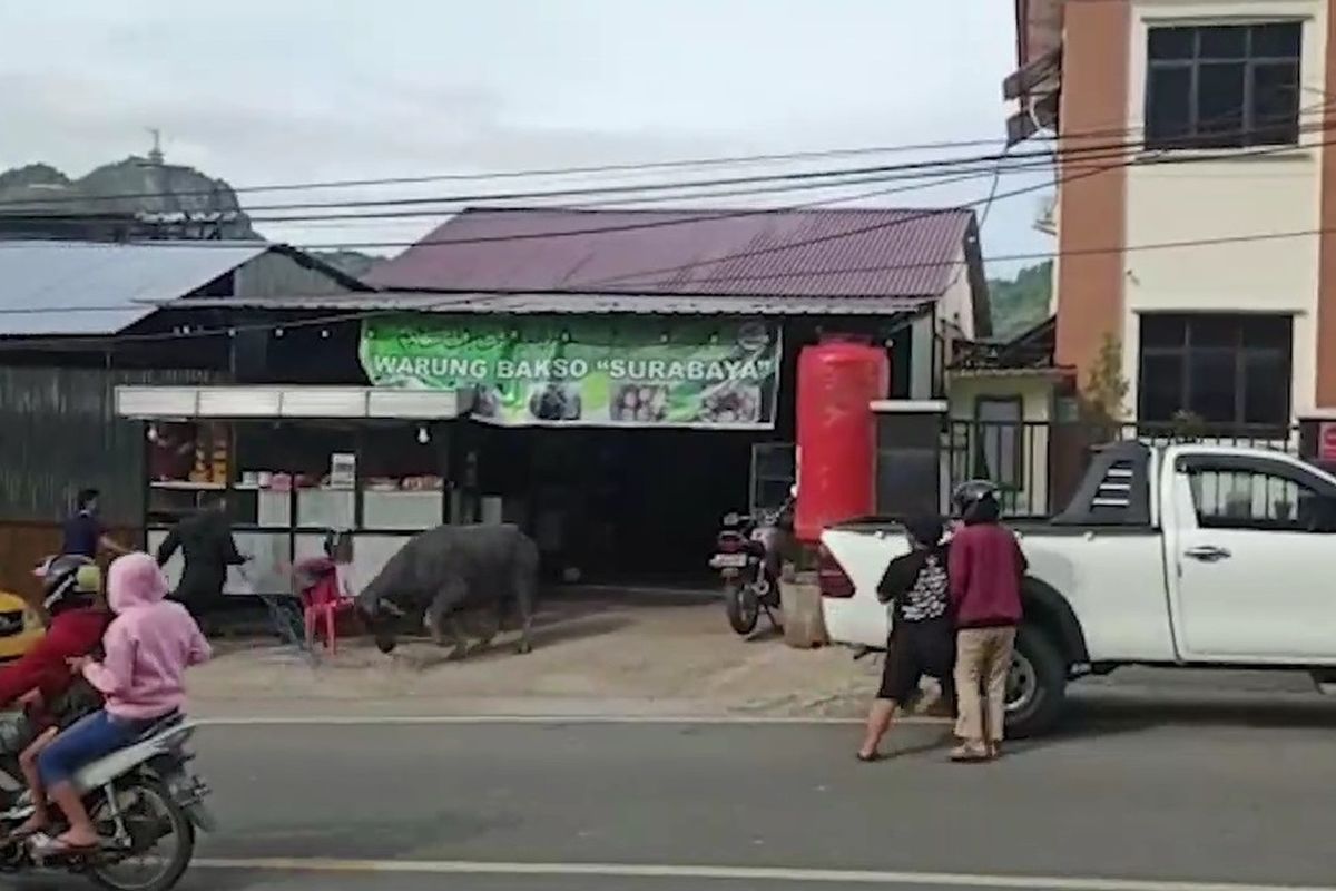 Seekor Kerbau yang diduga keluar dari kandang lalu lalang dan nyaris menyeruduk sejumlah pengendara di jalur trans sulawesi poros Kabupaten Tana Toraja dengan Kabupaten Enrekang, Sulawesi Selatan, kerbau tersebut masuk warung bakso dan menyerdukuk di dalam, Senin (30/5/2022)
