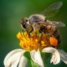 Peran Teknologi Informatika: Bantu Olah Data Biodiversitas jadi Panduan Kebijakan