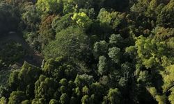 Dari Bekas Tambang Jadi Hutan, Jejak Keberlanjutan PT Vale di Sorowako