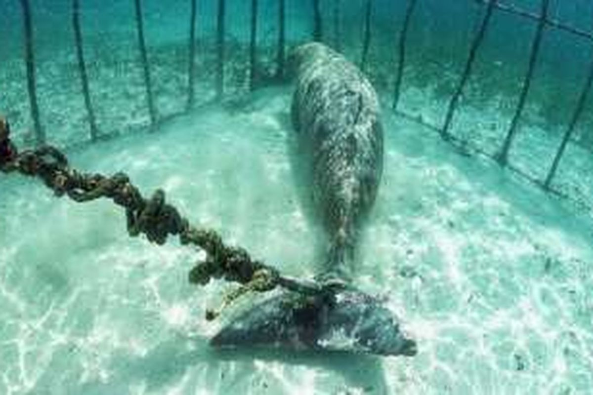 Mamalia laut yang kian sulit ditemukan, dugong, Jumat (11/3/2016), terikat di Pulau Kokoya, pulau kecil di barat daya Pulau Morotai, Maluku Utara. Dugong itu akhirnya dilepasliarkan pada Sabtu setelah Kementerian Kelautan dan Perikanan merespons unggahan penyelam di media sosial. 