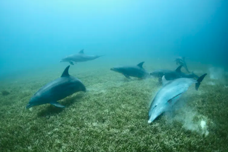 Lumba-lumba hidung botol menggosokkan diri ke terumbu karang