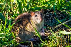 Tanaman Buah dan Sayuran yang Menarik bagi Tikus di Halaman Rumah