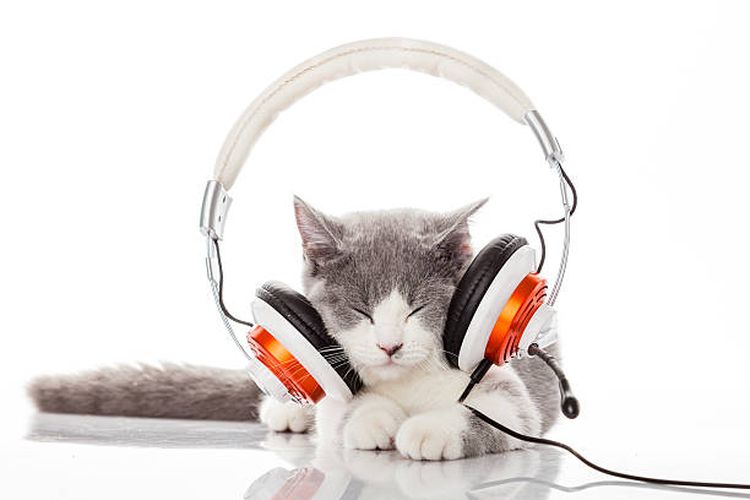Ilustrasi manfaat musik bagi kucing.