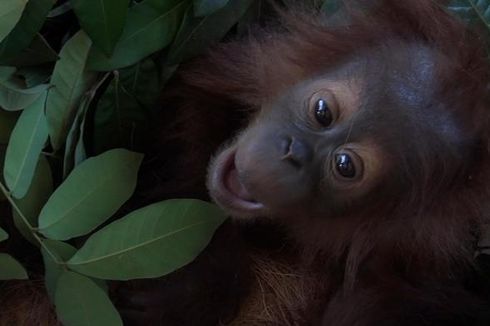 BKSDA dan Polisi Tangkap Penyelundup Orangutan di Aceh