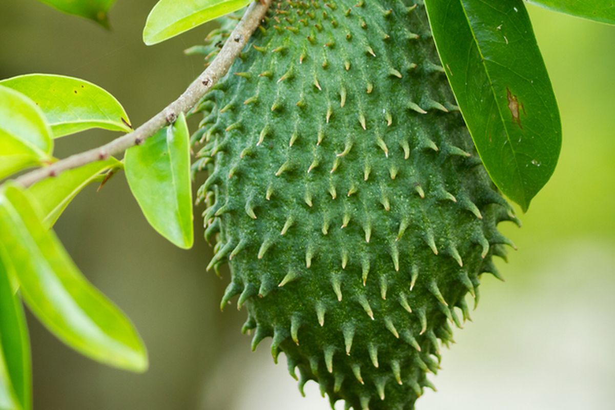 Ilustrasi tanaman sirsak