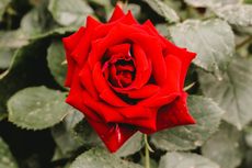 9 Tips Merawat Bunga Mawar saat Musim Hujan agar Tidak Layu dan Mati