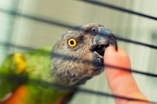 Ketahui, Ini 6 Penyebab Burung Peliharaan Menggigit 