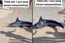 Ikan Marlin yang Terdampar di Pantai Ditakuti dan Tak Ada yang Berani Menyentuh, Ini Kata Pakar