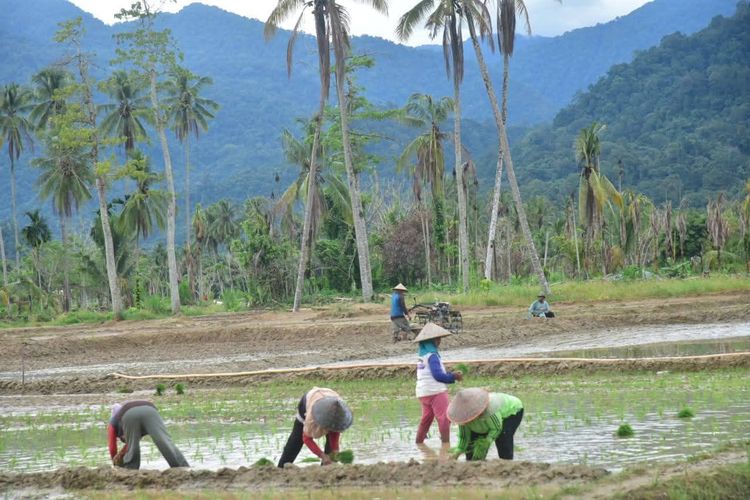 551 Hektar Sawah Rusak Berat di Padang Pariaman Sumbar Belum Tertangani