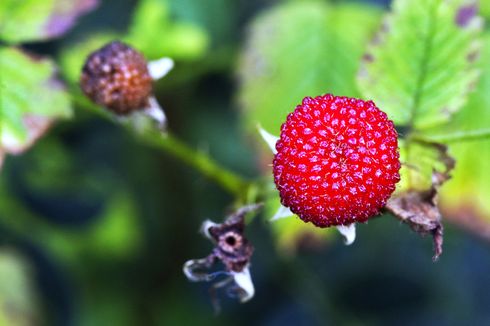 Tumbuh di Pegunungan Indonesia, Buah Arbei Ternyata Bisa Cegah Penuaan