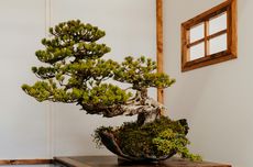 7 Tanaman yang Bisa Dijadikan Bonsai