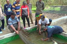 Pertamina Plaju Upayakan Pelestarian Ikan Belida di Banyuasin