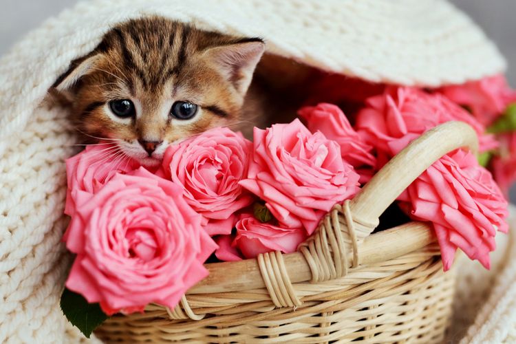 Ilustrasi kucing dan bunga mawar