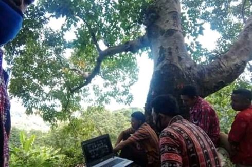 Kades di Flores Timur 2 Jam di Atas Pohon Cari Sinyal demi Rapat Virtual dengan Bupati