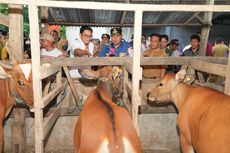 Dorong Produktivitas Ternak, Pemprov Sulsel Dorong Inseminasi Buatan dan Pemanfaatan Limbah Cavendish