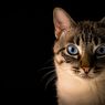 Mengapa Kucing Memiliki Mata yang Berwarna-Warni?