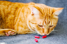 3 Cara Mudah Kasih Obat ke Kucing Tanpa Membuat Takut