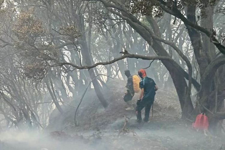 Kebakaran Melanda Dua Lokasi di Gunung Gede Pangrango, Bunga Edelweiss Dipastikan Aman