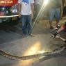 Ular Piton 4 Meter Gegerkan Warga Sragen, Dievakuasi dari Selokan Rumah
