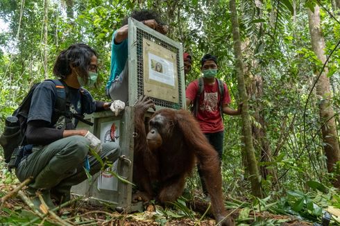 5 Orangutan Dilepasliarkan di Taman Nasional Bukit Baka Bukit Raya Kalbar