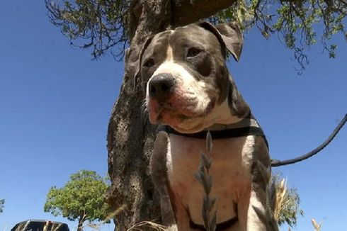 Seekor Anjing Pit Bull Selamatkan Tuannya dari Gigitan Hiu
