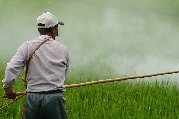 Ilustrasi petani sedang mengendalikan gulma pada tanaman padi