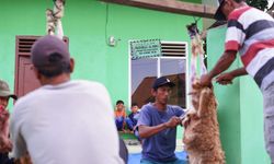 Gelar Tebar Hewan Kurban di 4 Lokasi di Lampung, Dompet Dhuafa Sembelih Ratusan Domba