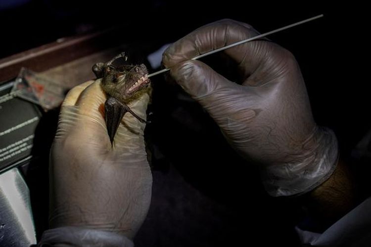 Ilmuwan berburu virus kelelawar di Filipina. Para peneliti ini menangkap kelelawar, mengambil sampel air liur dan kotoran, untuk dianalisis. Studi ini diharapkan kelelawar dapat membantu dunia memprediksi dinamika virus corona guna mencegah pandemi di masa depan.
