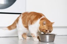 Apa yang Terjadi pada Kucing Saat Makan Berlebih?