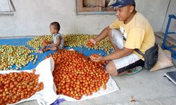 Krisis Iklim Ancam Panen, Teknologi Grafting Jadi Senjata Baru Petani Tomat