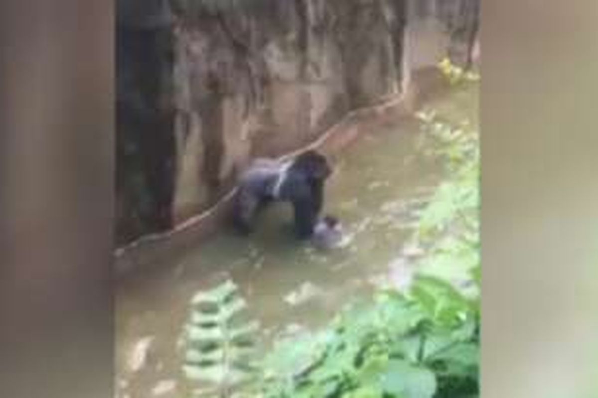 Rekaman video amatir menunjukkan bagaimana gorila menyeret bocah berusia 7 tahun yang terjatuh ke dalam kandang.