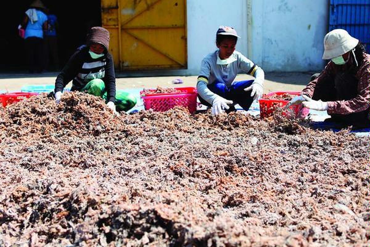 Pekerja menjemur rumput laut  di gudang milik Perusahaan Daerah Sulawesi Selatan, Rabu (21/9). Rumput laut tersebut  akan dikirim ke PT Gumindo Perkasa Industri, eksportir rumput laut di Jakarta. Dalam pengiriman perdana tersebut, Sulsel memasok 84 ton rumput laut kering, dan secara bertahap pengiriman akan dilakukan hingga 180 ton setiap bulan.