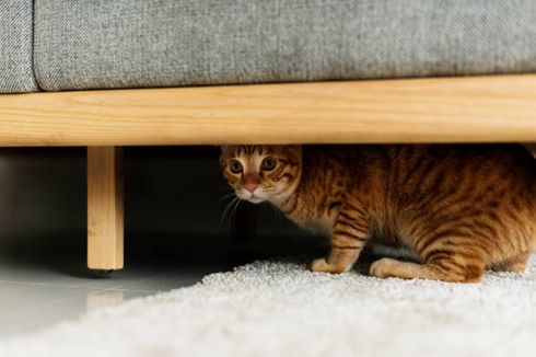 5 Tips Mengatasi Trauma pada Kucing Peliharaan, Apa Saja?