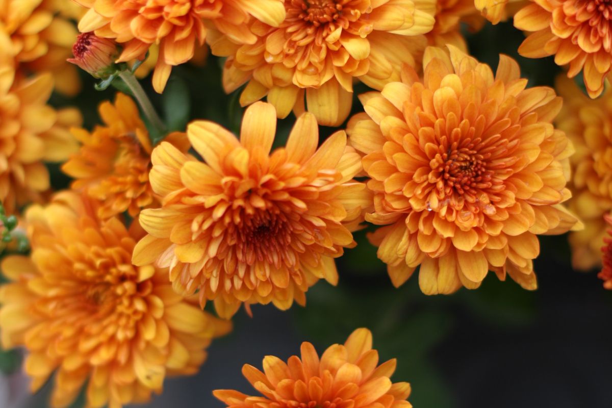 Ilustrasi bunga dahlia. 