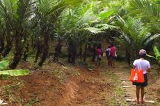 Agrowisata Salak Segera Hadir di Tanjung Lesung
