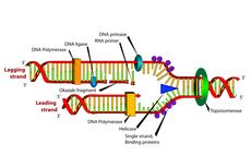 Enzim yang Terlibat dalam Replikasi DNA