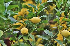 Cara Menanam Jeruk Lemon, Mudah dan Menguntungkan