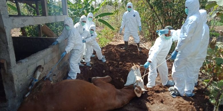 Petugas Mengubur Sapi Mati di Desa Bejiharjo, Karangmojo, Gunungkidul