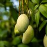8 Manfaat Buah Mangga Muda yang Perlu Diketahui