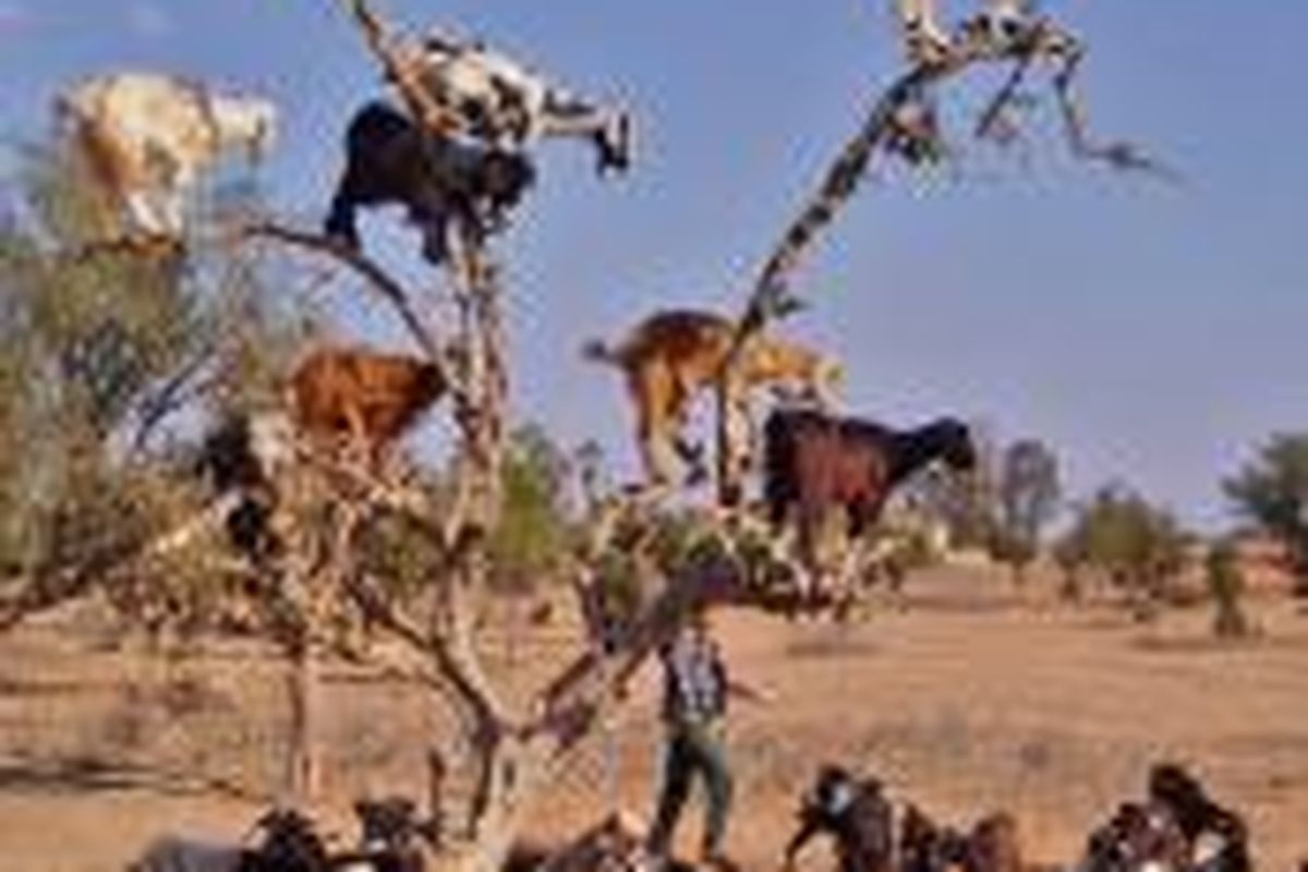 Kambing di wilayah Maroko harus memanjat pohon untuk mencukupi kebutuhan makanannya. Aktivitas memanjat pohon didukung dengan anatomi kaki. 